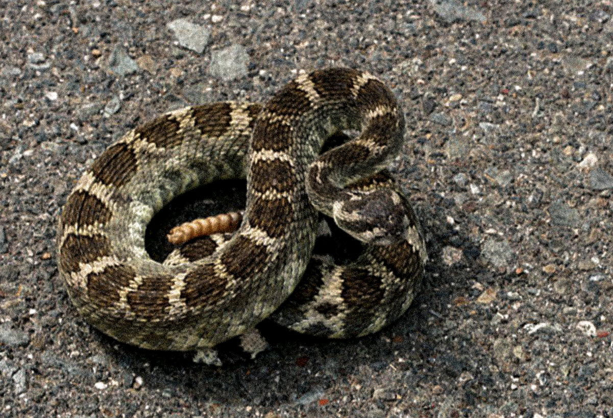 Rattlesnake Discovered in Kids' Toys