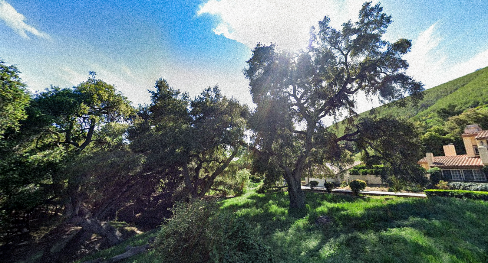 600-Year-Old Oak Tree Cleared for Removal