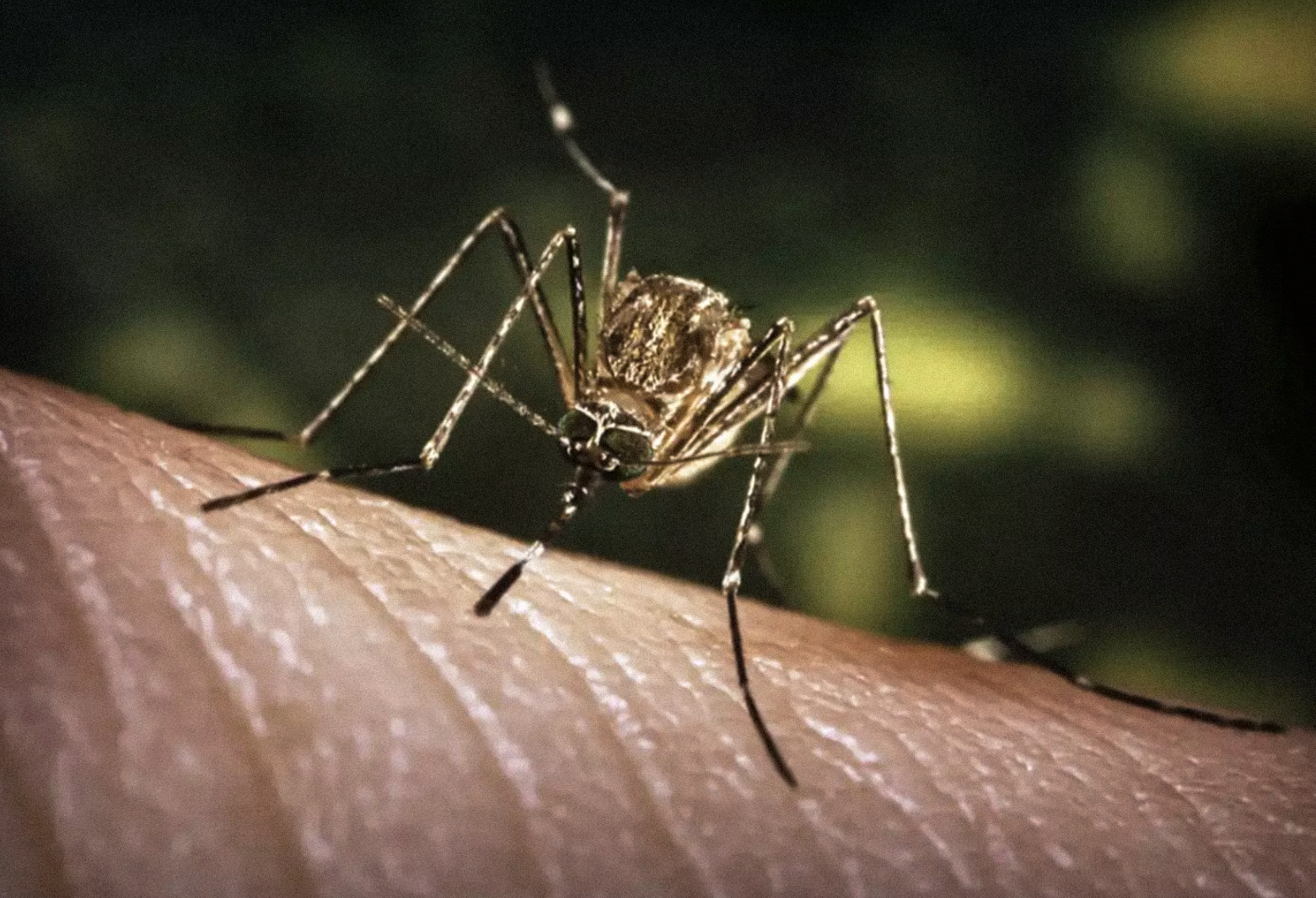West Nile Virus Discovered in Thousand Oaks