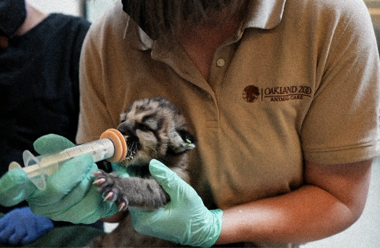 Rescued T.O. Mountain Lion Cub Loses Leg