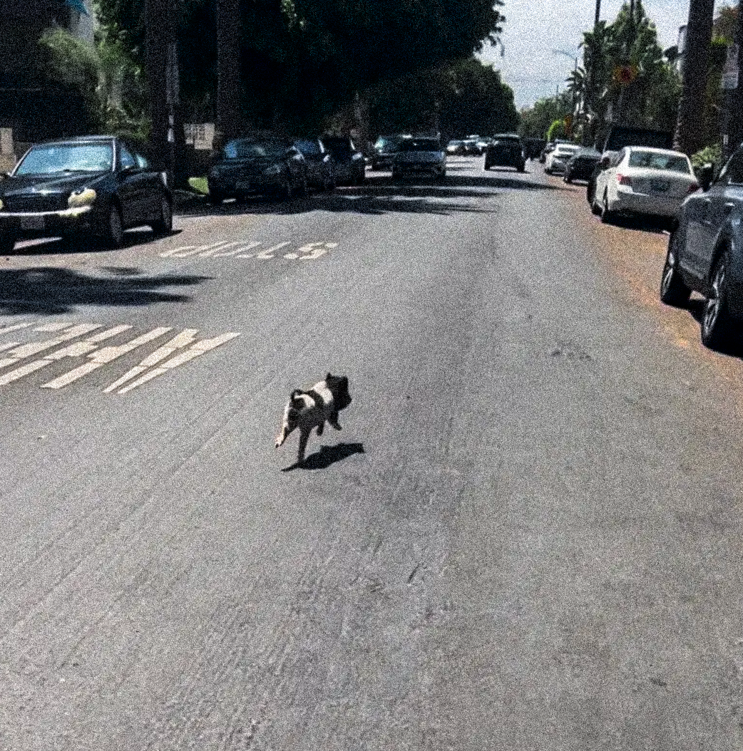 WeHo's Runaway Pig Retires to Malibu