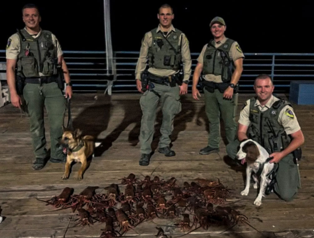 Lobster Poachers Arrested at SM Pier