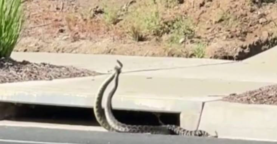 Dueling Rattlesnakes Caught on Video