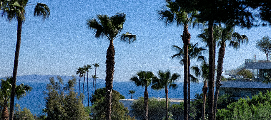 Malibu Canyon's Palm Trees Are Coming Down