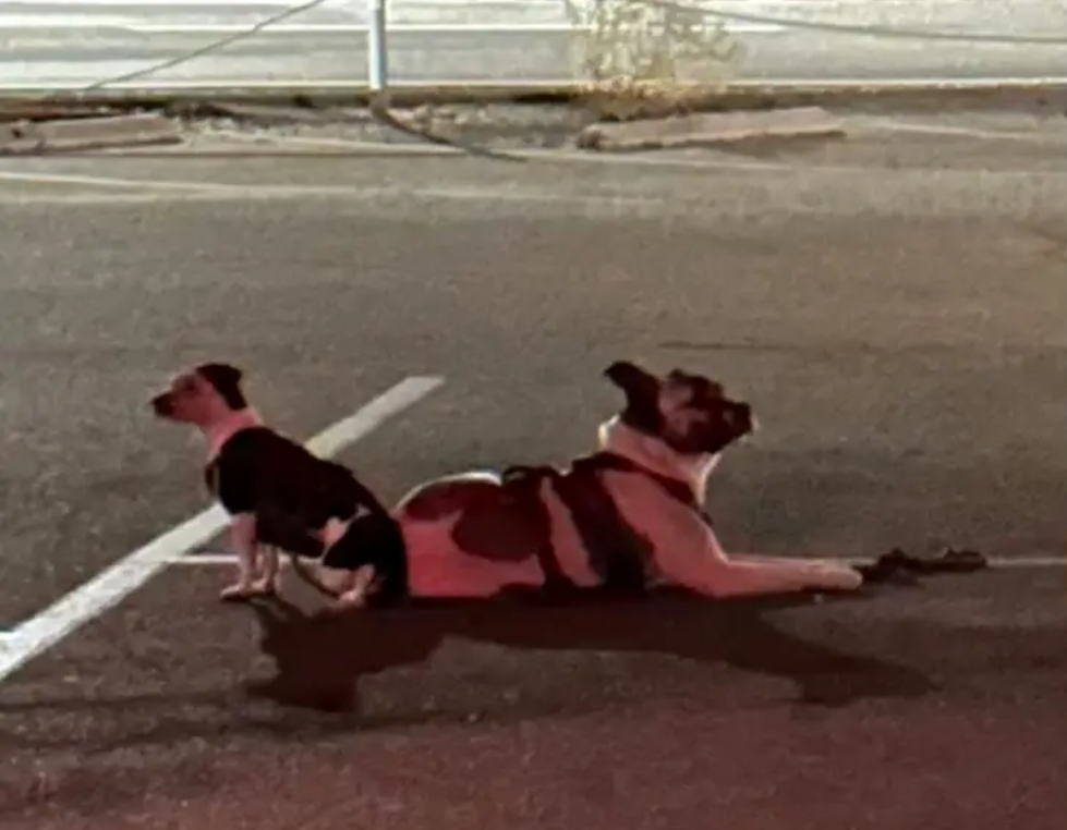 Mystery Deepens Over Dogs Abandoned at Will Rogers Beach